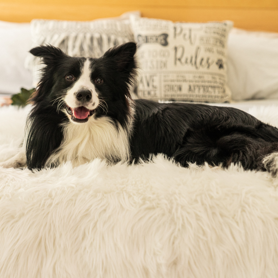 Pupprotector Waterproof Throw Blanket Polar White Washable - gallery image 9