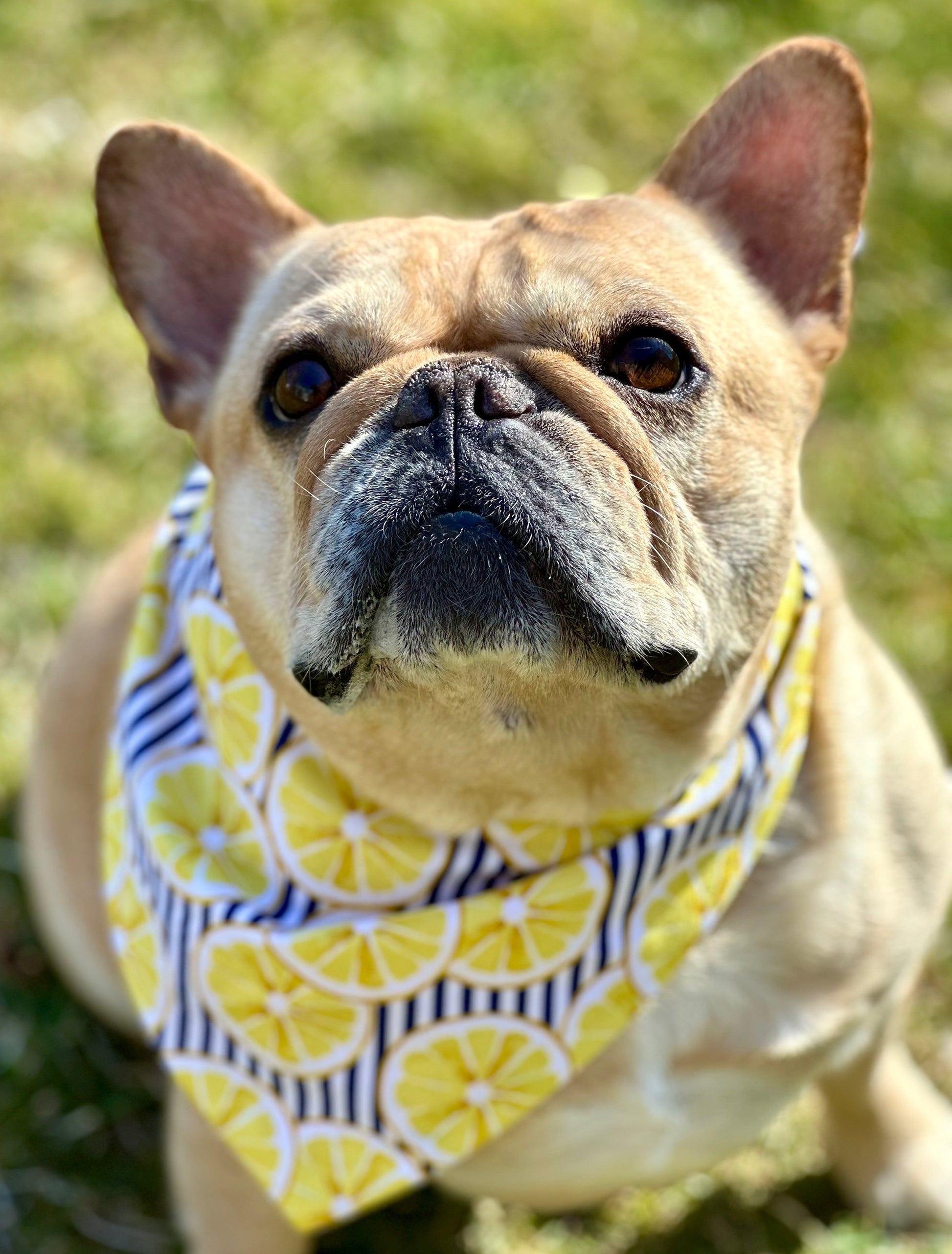 Lemon Dog Bandana - lifestyle view