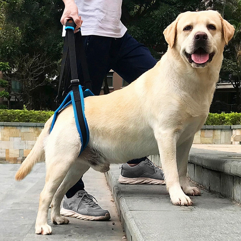 New Adjustable Dog Lift Harness For Back Legs Pet Support - lifestyle view