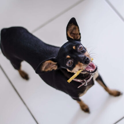 Dog Treats Premium Beef Chews Small Training Rewards Premium - lifestyle view