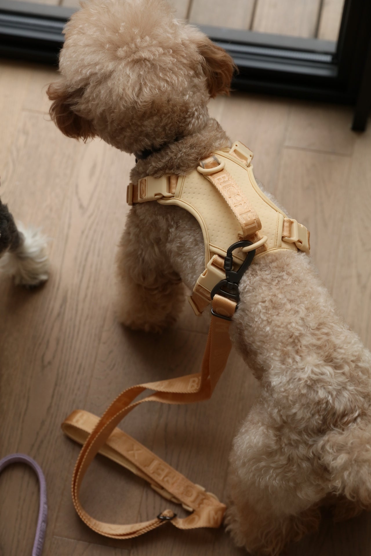 Dog Harness No Pull Active Fit Adjustable APRICOT Walking - close up view