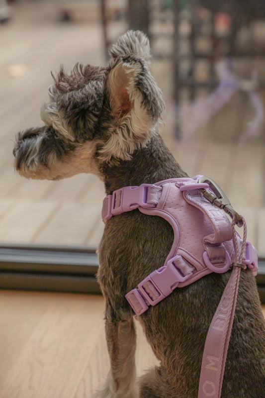 Dog Harness No Pull Active Fit Adjustable MINT PURPLE Walkin - detail view