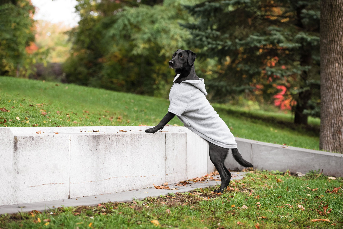 Brave Bark Hooded Dog Fleece Heather Grey Dog Jackets Pet - lifestyle view