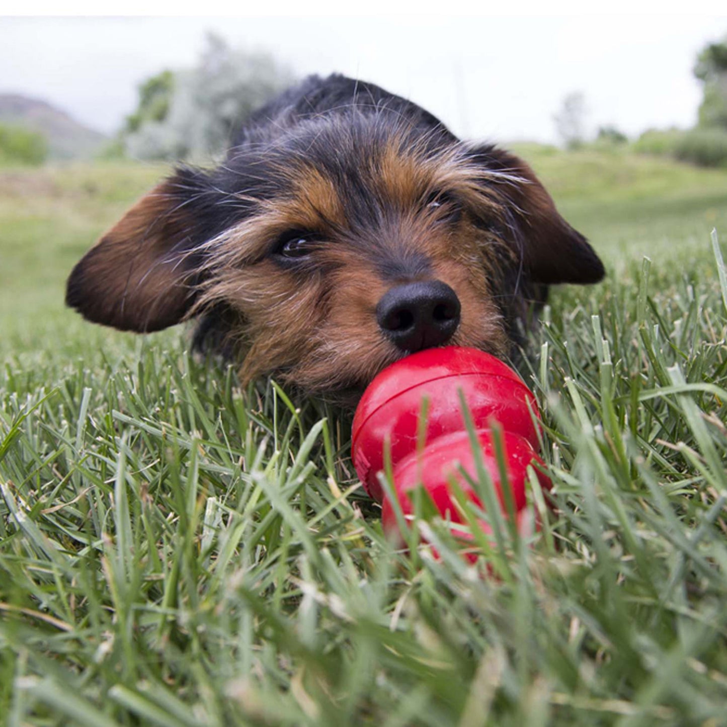 Dog Treats Kong Variety Chews 8oz Training Rewards Premium - gallery image 5