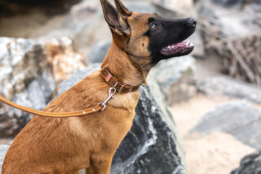 Dog Collar Celtic Double Buckle Style Leather Collar Essenti - detail product image for dog collar