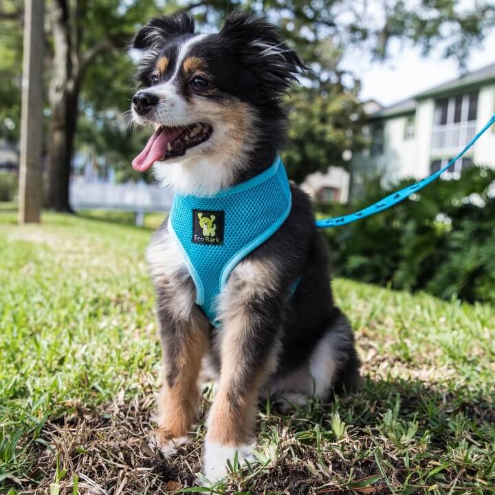 Dog Harness EcoBark Sky Blue Harness Over-the-Head Soft Mesh - lifestyle product image for dog harness