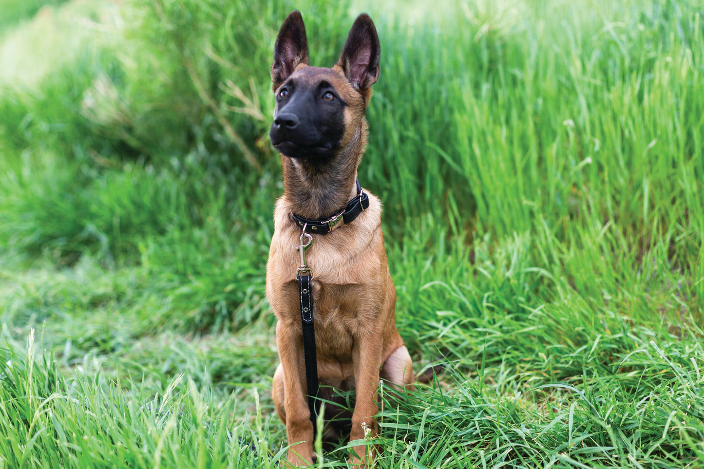 Dog Collar Rolled Style Black Leather Quick-Release Collar main product image for dogs and cats