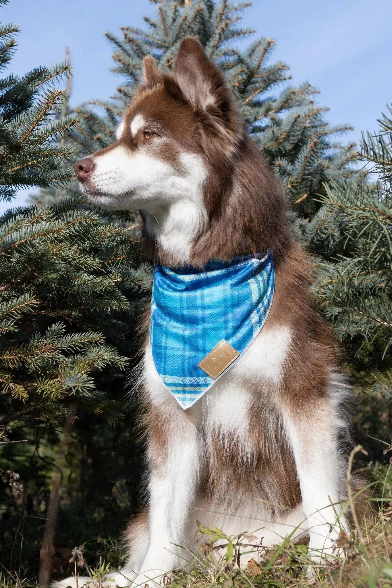 Dog Apparel Outdoor Everyday Wear Adjustable Blue Comfort - detail view