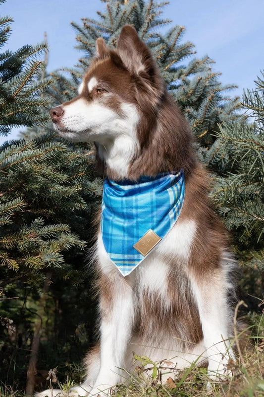 Dog Apparel Outdoor Everyday Wear Adjustable Blue Comfort - detail view