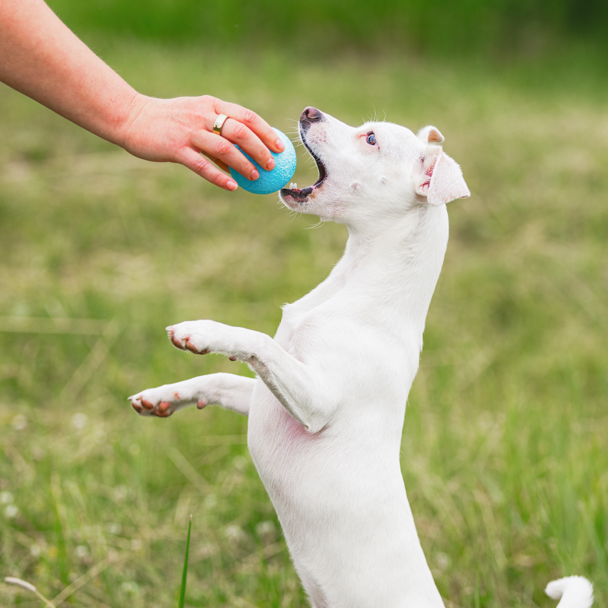 Boundr Interactive Dog Toy Durable Play Premium - gallery image 6