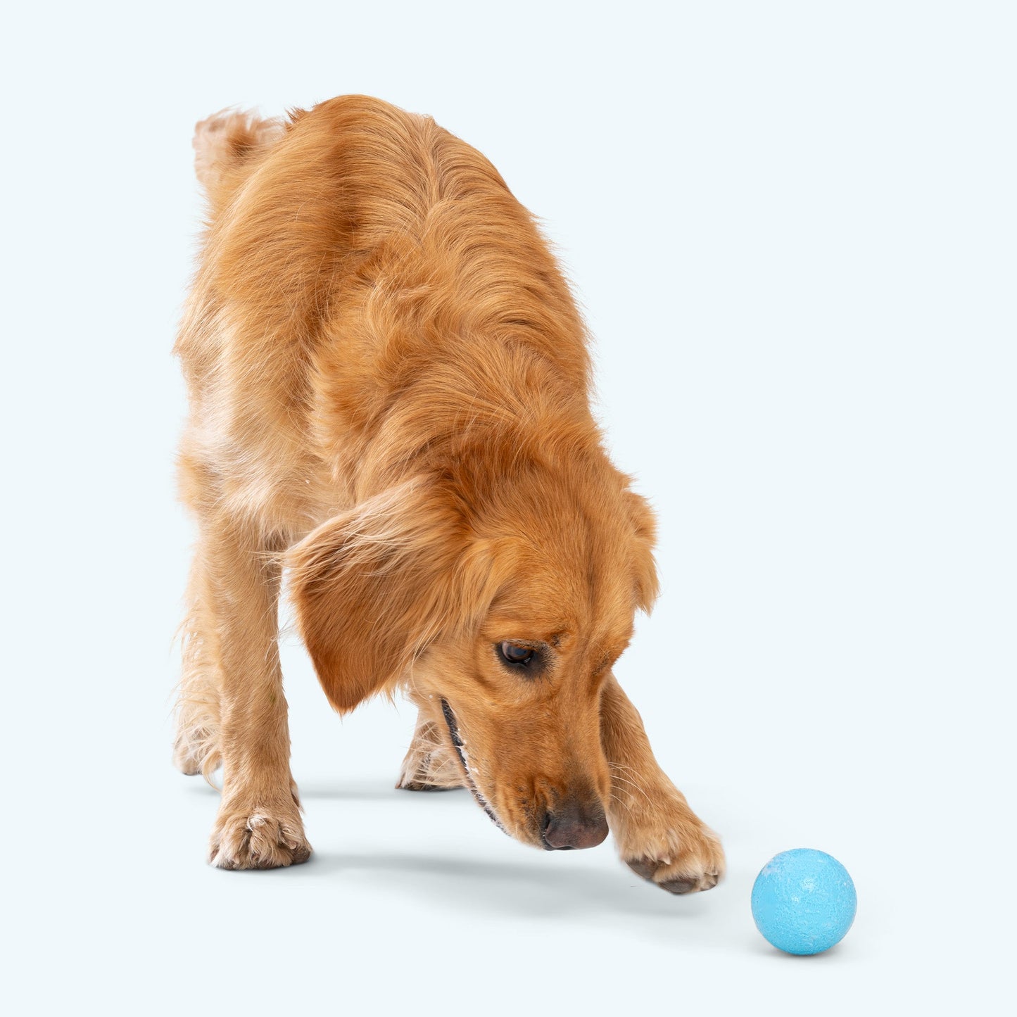 Boundr Interactive Dog Toy Durable Play Premium - gallery image 7