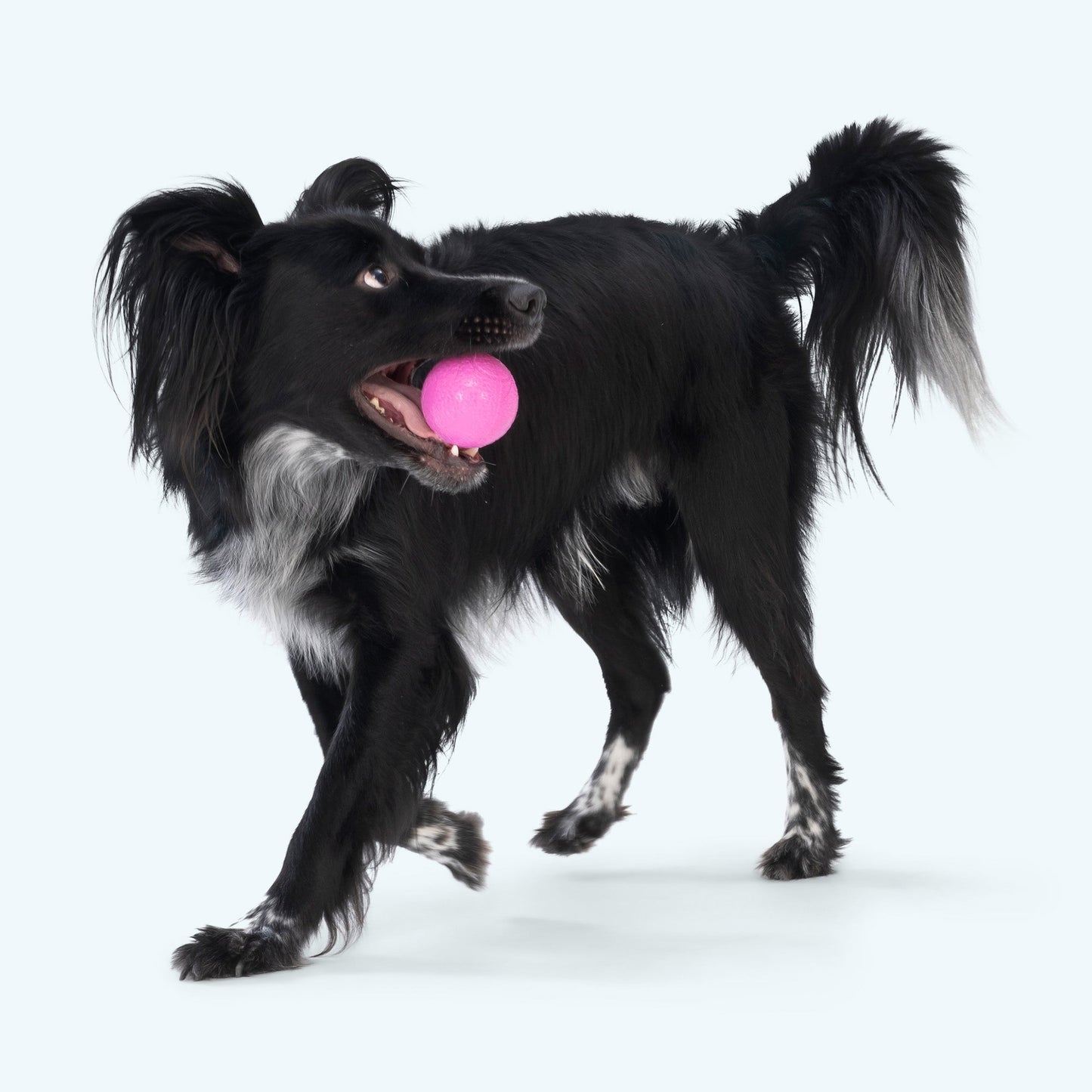 Boundr Interactive Dog Toy Durable Play Premium - gallery image 5