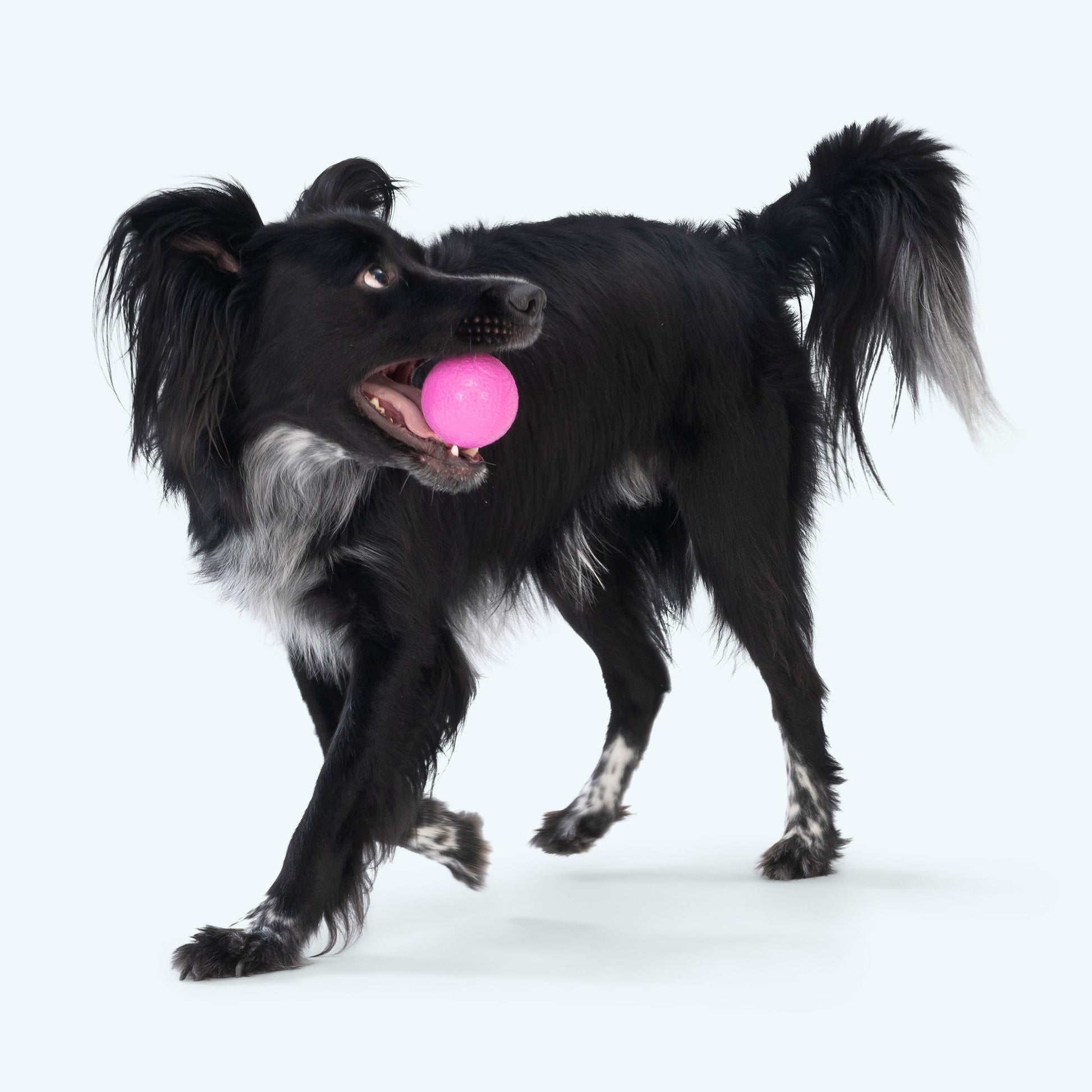 Boundr Interactive Dog Toy Durable Play Premium - gallery image 5