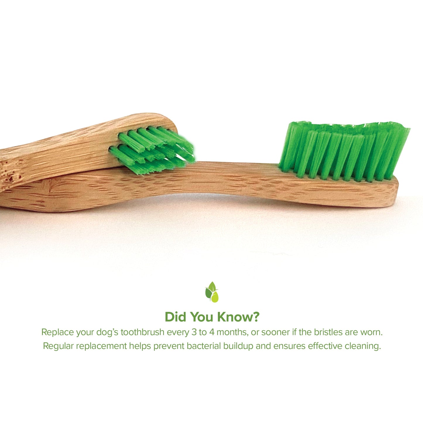 Bamboo Toothbrush for Large Dogs - Organic Dental Solutions - close up view | Dental at Purrfect Pet Kingdom