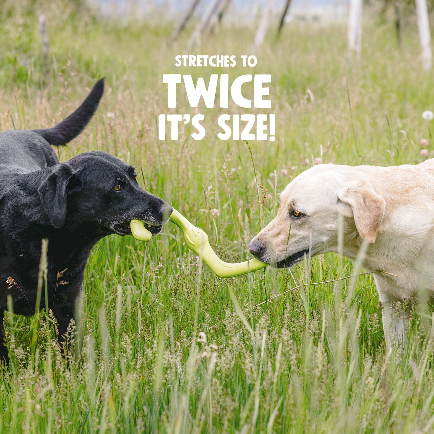 Bumi Ruby Interactive Dog Toy Durable Play Premium - lifestyle view