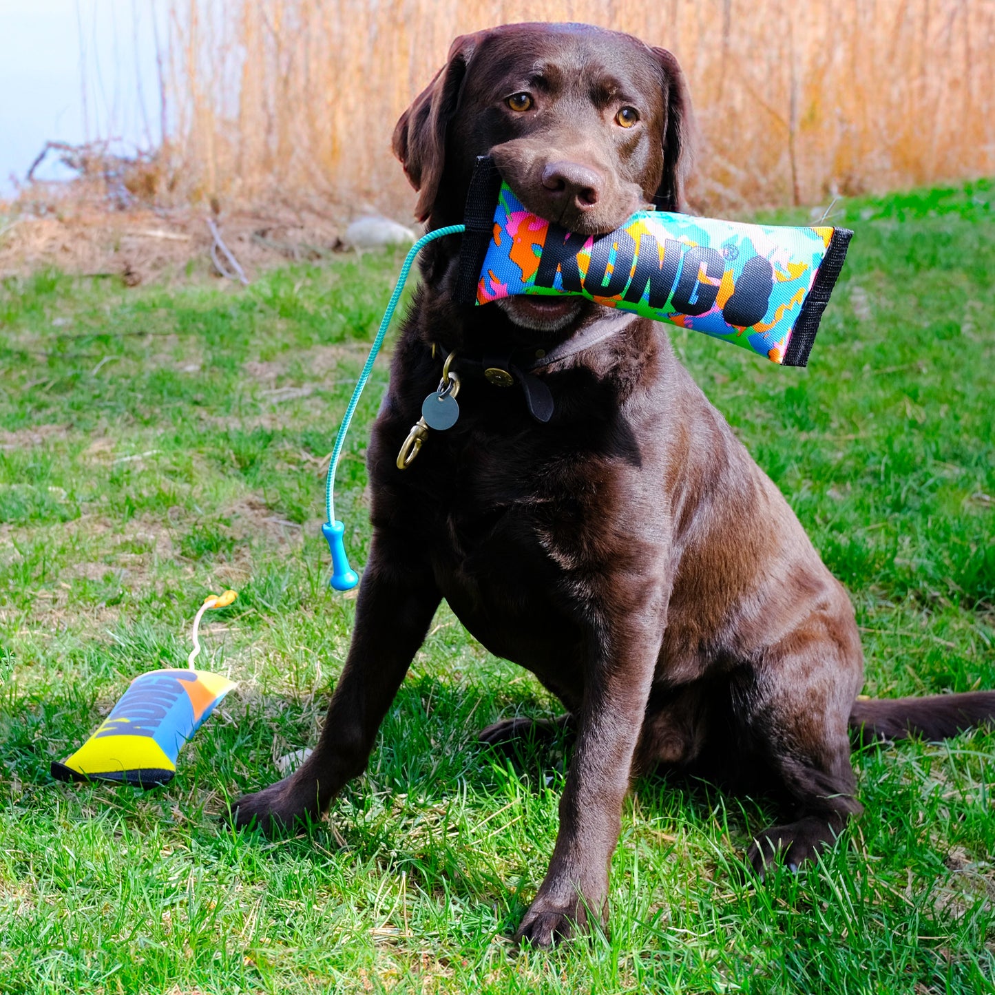 KONG Bunji High Viz Bumper Assorted Medium Fetch Dog Toy - detail view