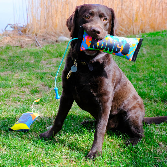 KONG Bunji High Viz Bumper Assorted Medium Fetch Dog Toy - detail view