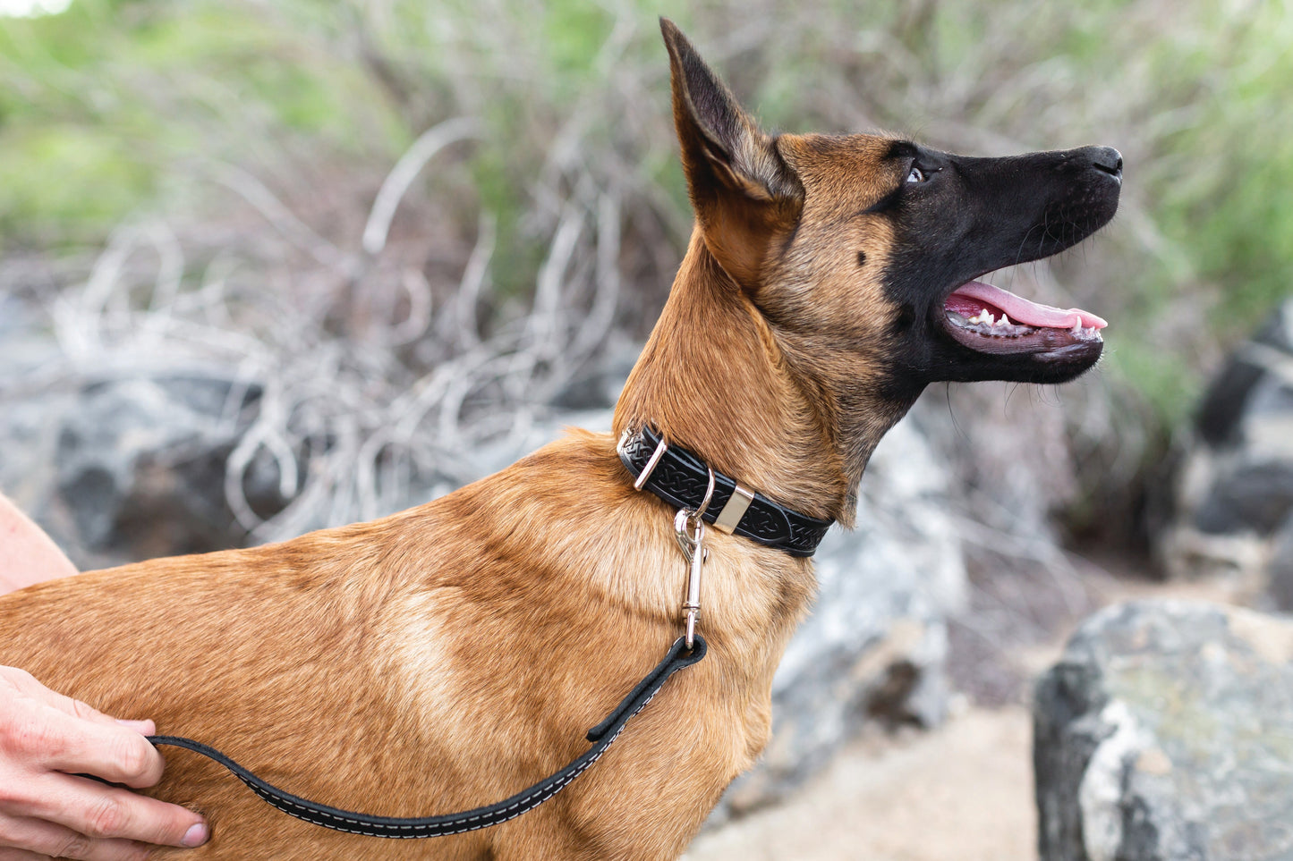 Dog Collar Celtic Double Buckle Style Leather Collar Essenti - gallery product image for dog collar