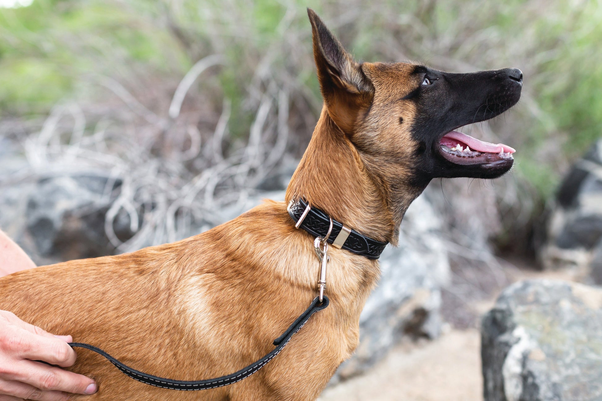 Dog Collar Celtic Double Buckle Style Leather Collar Essenti - gallery product image for dog collar