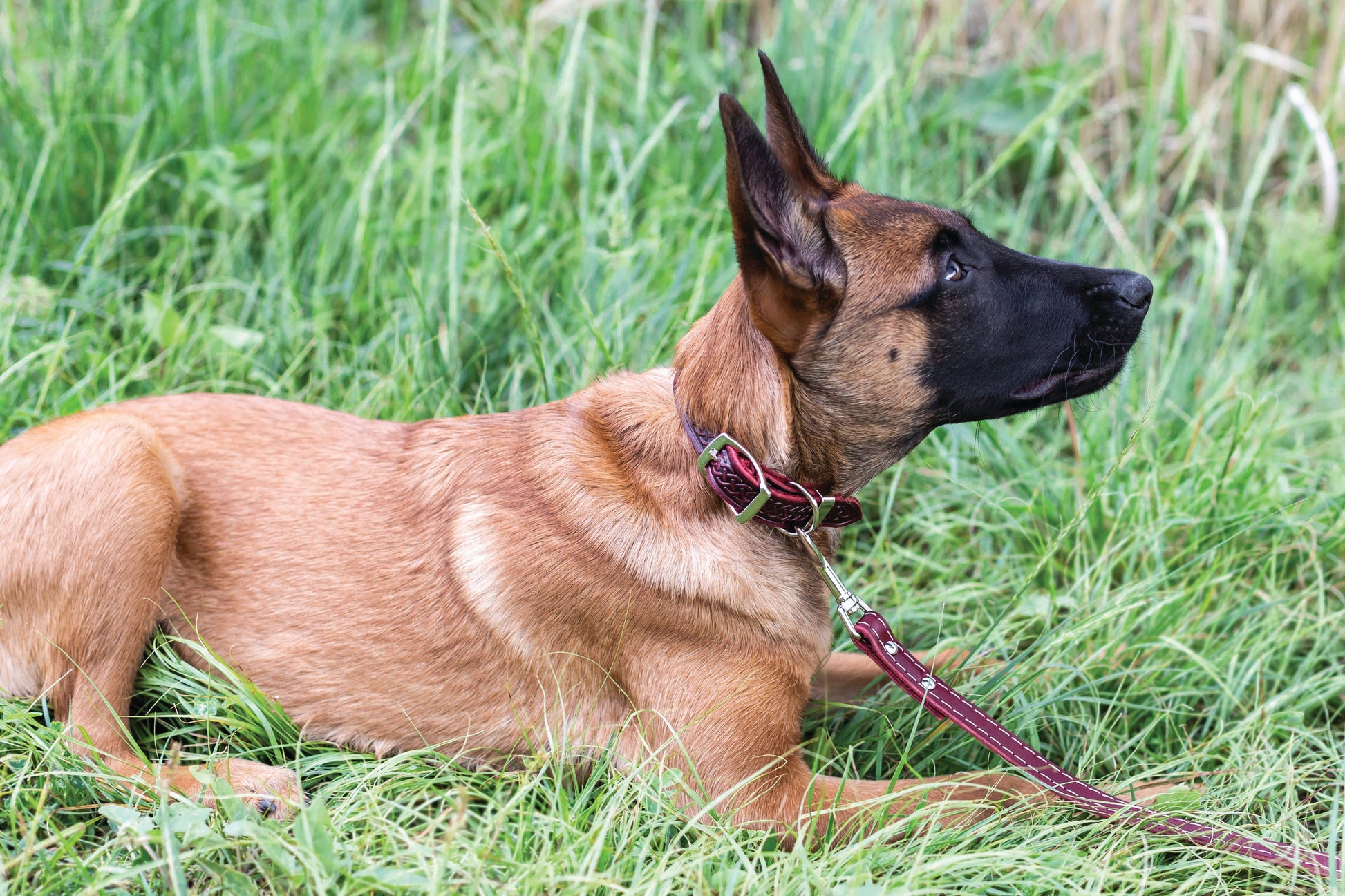 Dog Collar Celtic Double Buckle Style Leather Collar Essenti - gallery product image for dog collar