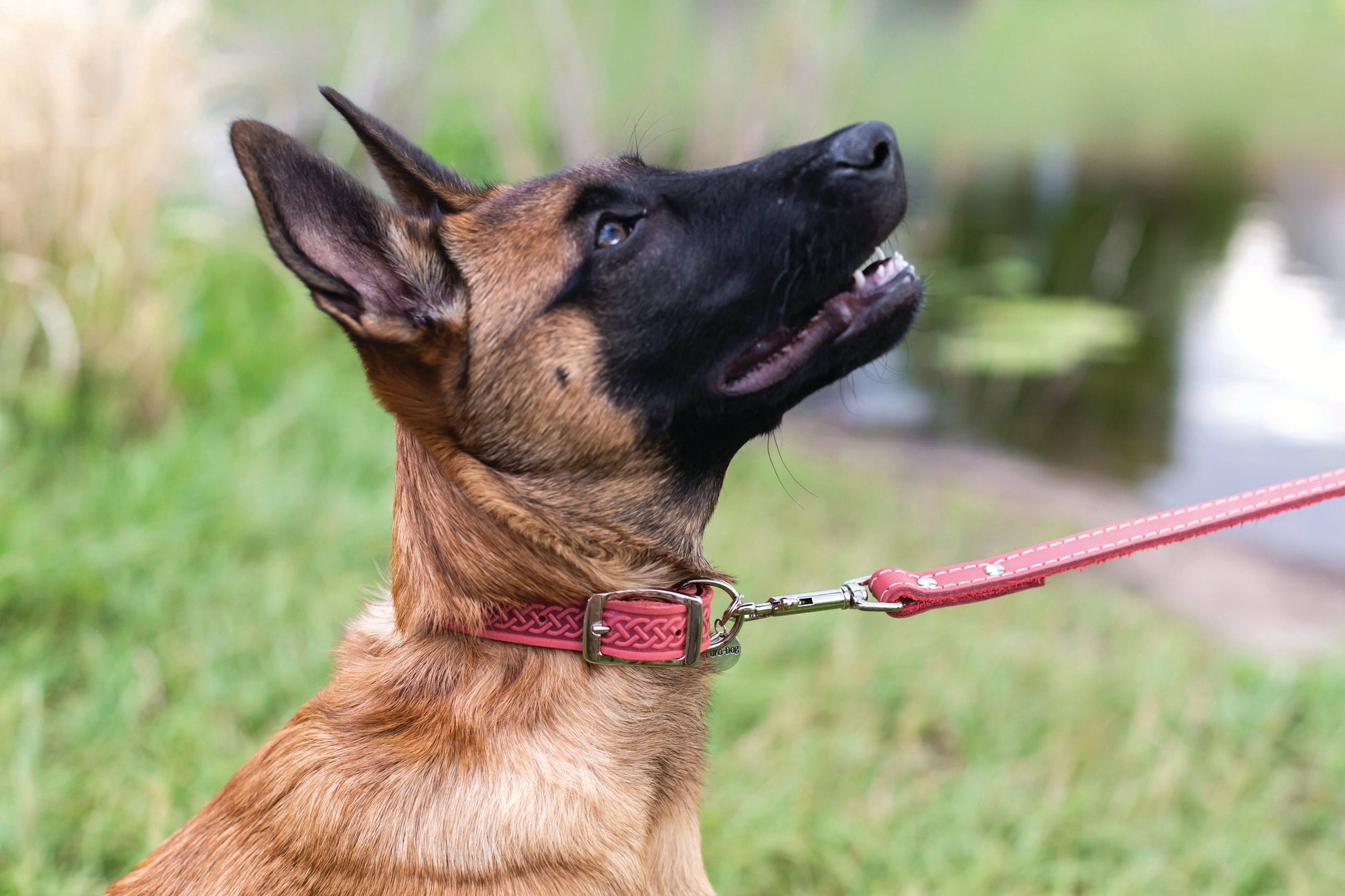 Dog Collar Celtic Double Buckle Style Leather Collar Essenti - gallery product image for dog collar