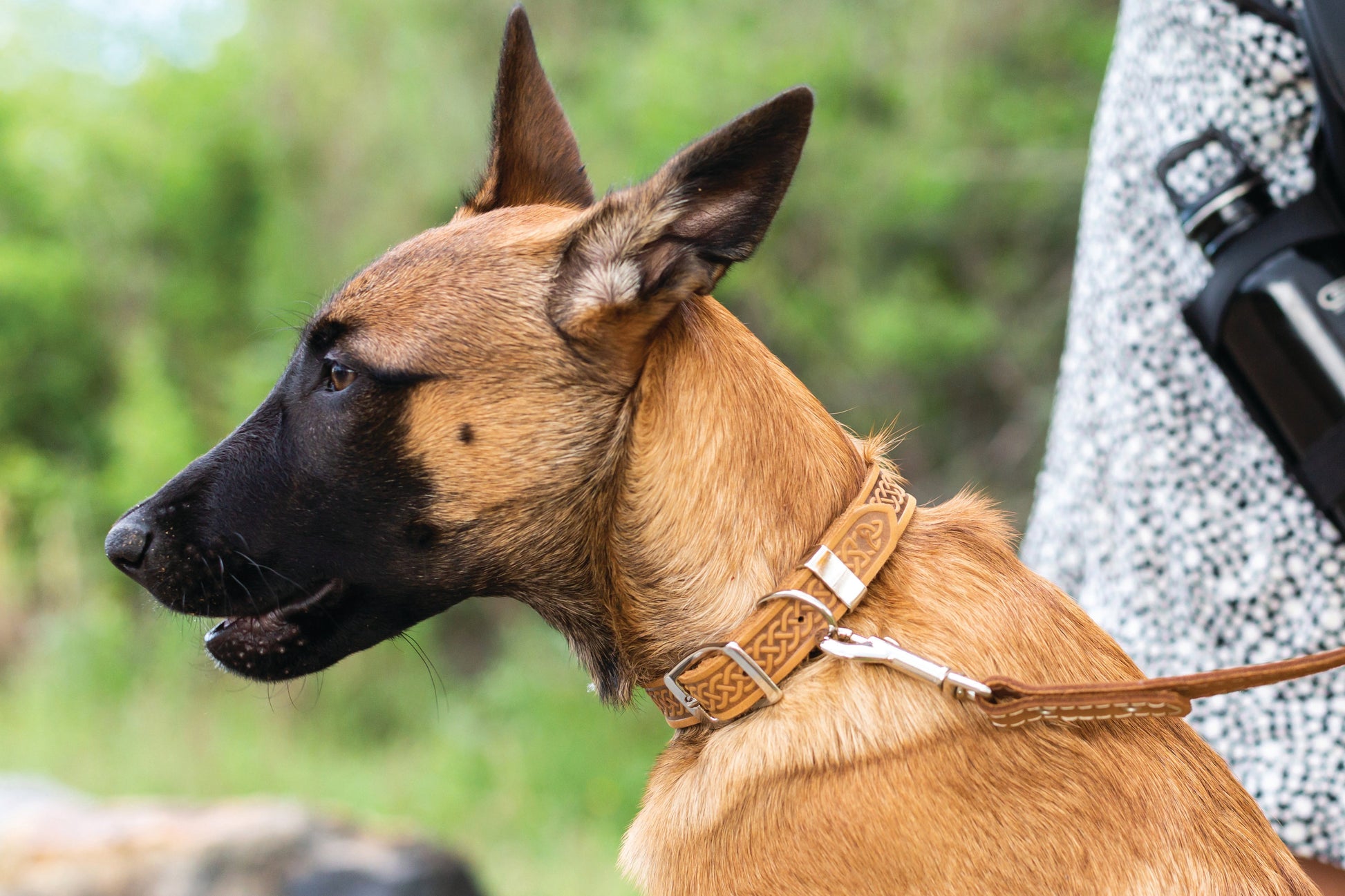 Dog Collar Celtic Double Buckle Style Leather Collar Essenti - gallery product image for dog collar
