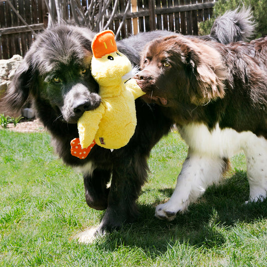 KONG Comfort Duck XL Plush Dog Toy Durable Play - detail view