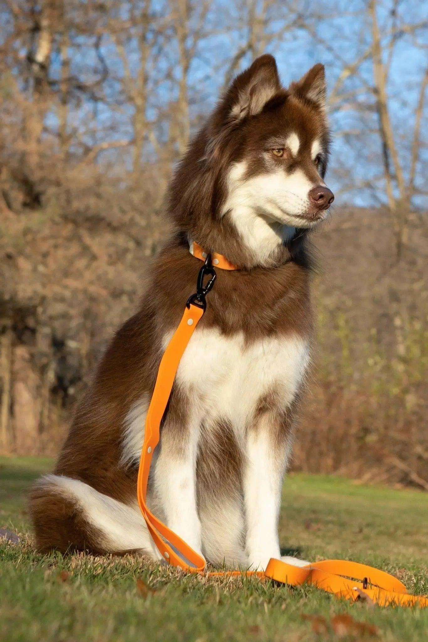 Crimson Glow Waterproof Dog Leash Adjustable Dog Walking - detail view