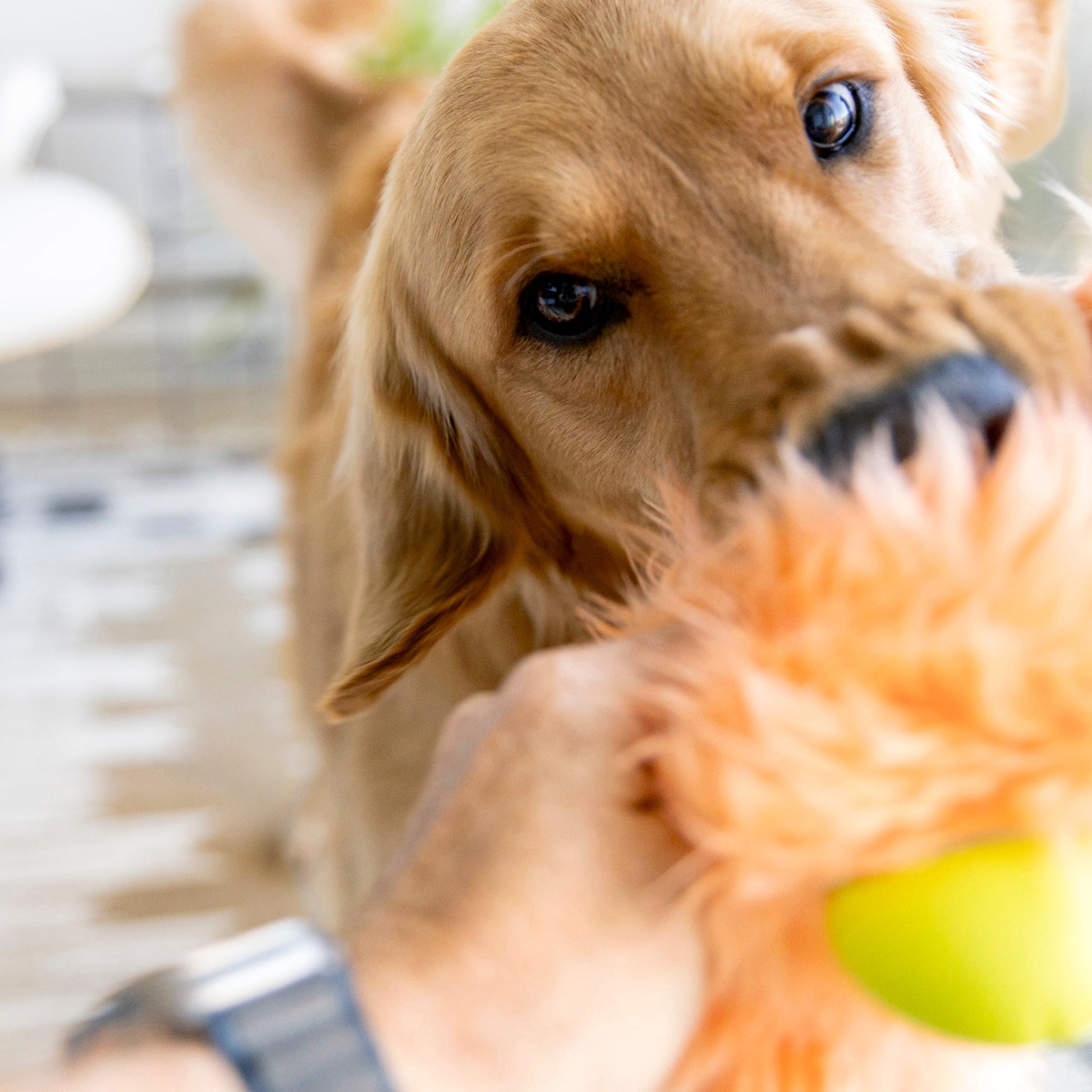 Olaf Interactive Dog Toy Durable Play Premium - gallery image 7