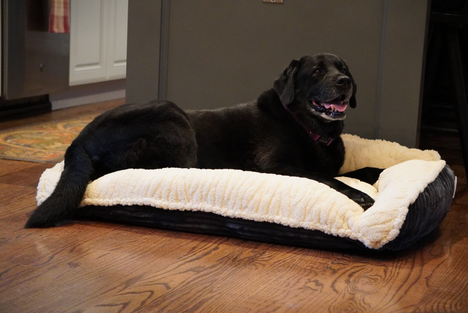 Scout Perfect Bolster Bed for Daily Comfort and Relaxation main product image for dogs and cats