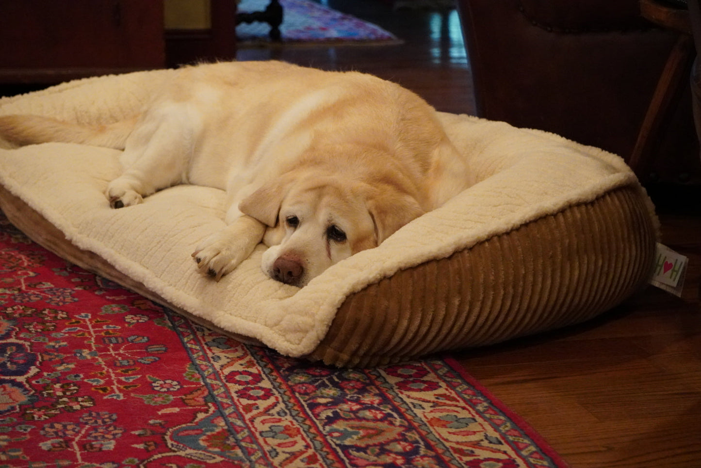 Scout Perfect Bolster Bed for Daily Comfort and Relaxation main product image for dogs and cats
