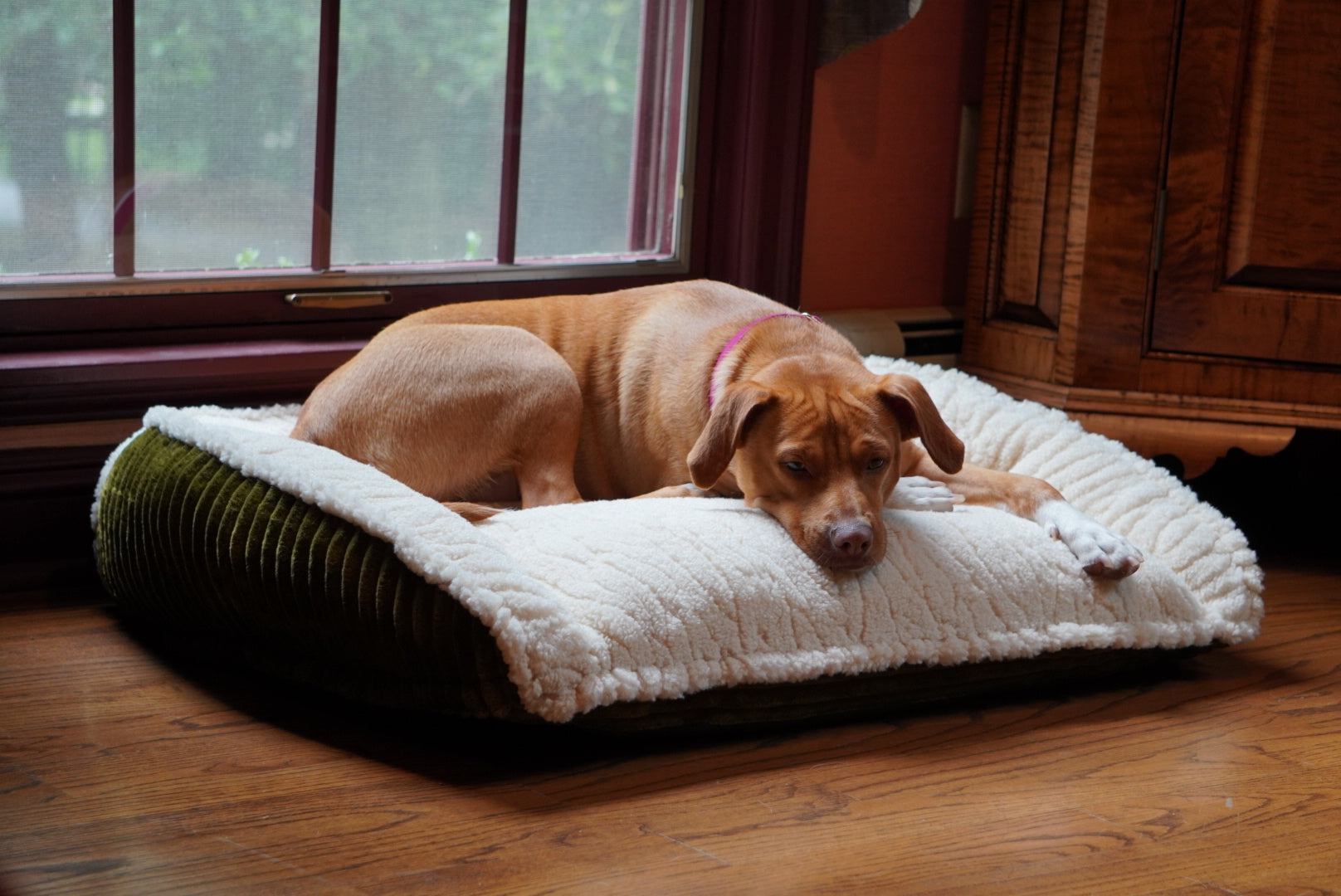 Scout Perfect Bolster Bed for Daily Comfort and Relaxation main product image for dogs and cats