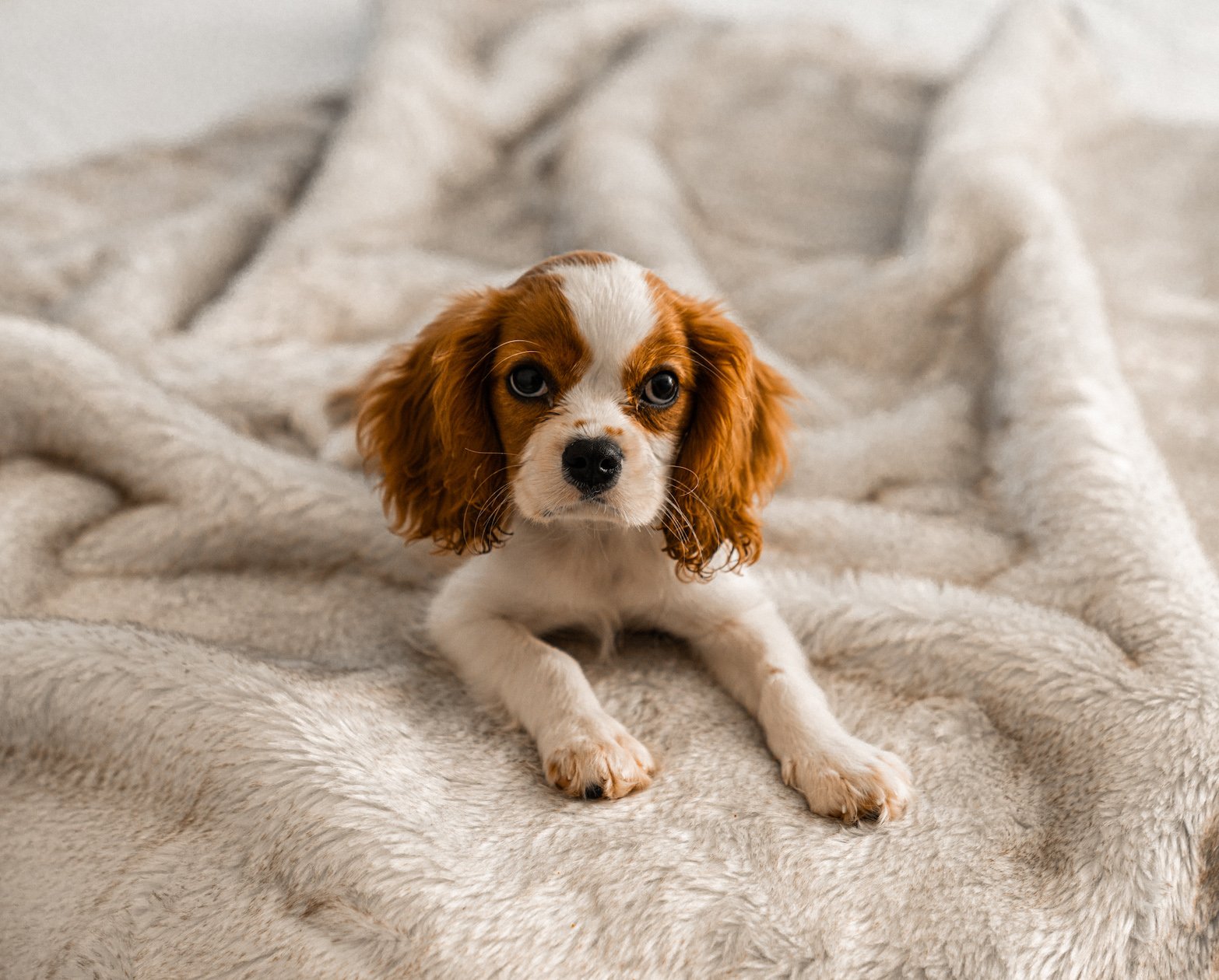 Pupprotector Summer Short Fur Waterproof Throw Blanket With - gallery image 8