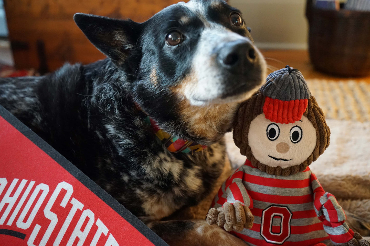 Dog Toy NCAA Ohio State University Brutus the Buckeye t main product image for dogs and cats