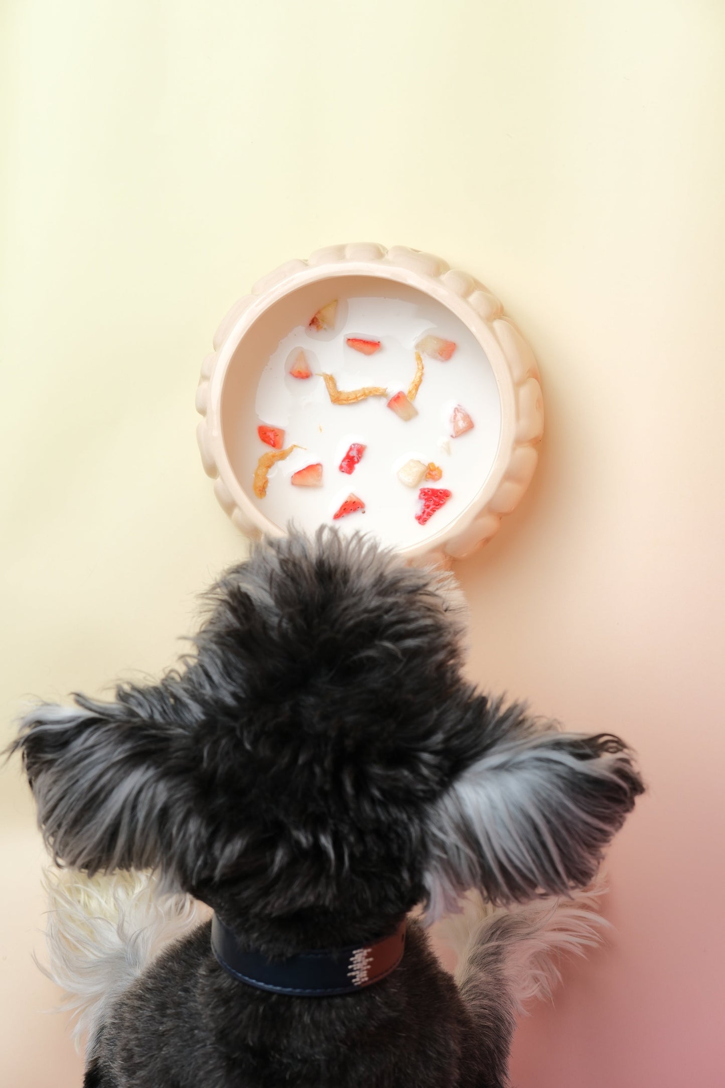 Puff Pet Bowl Gradient Caramel Pet Feeding Hydration Supply - close up view