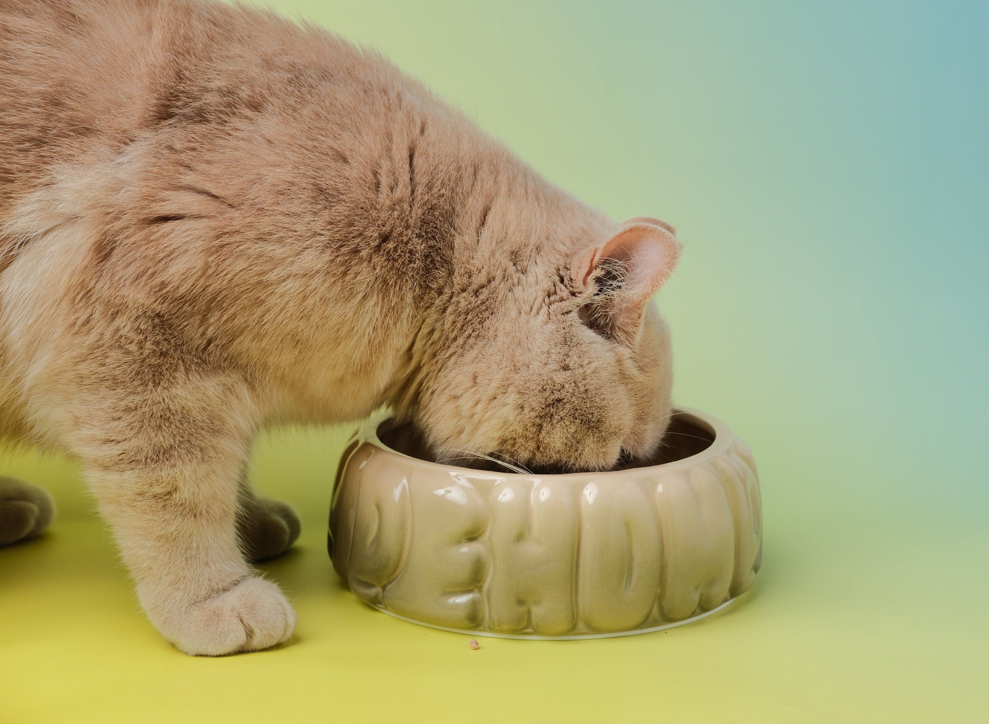 Puff Pet Bowl Gradient Olive Pet Feeding Hydration Supply - lifestyle view