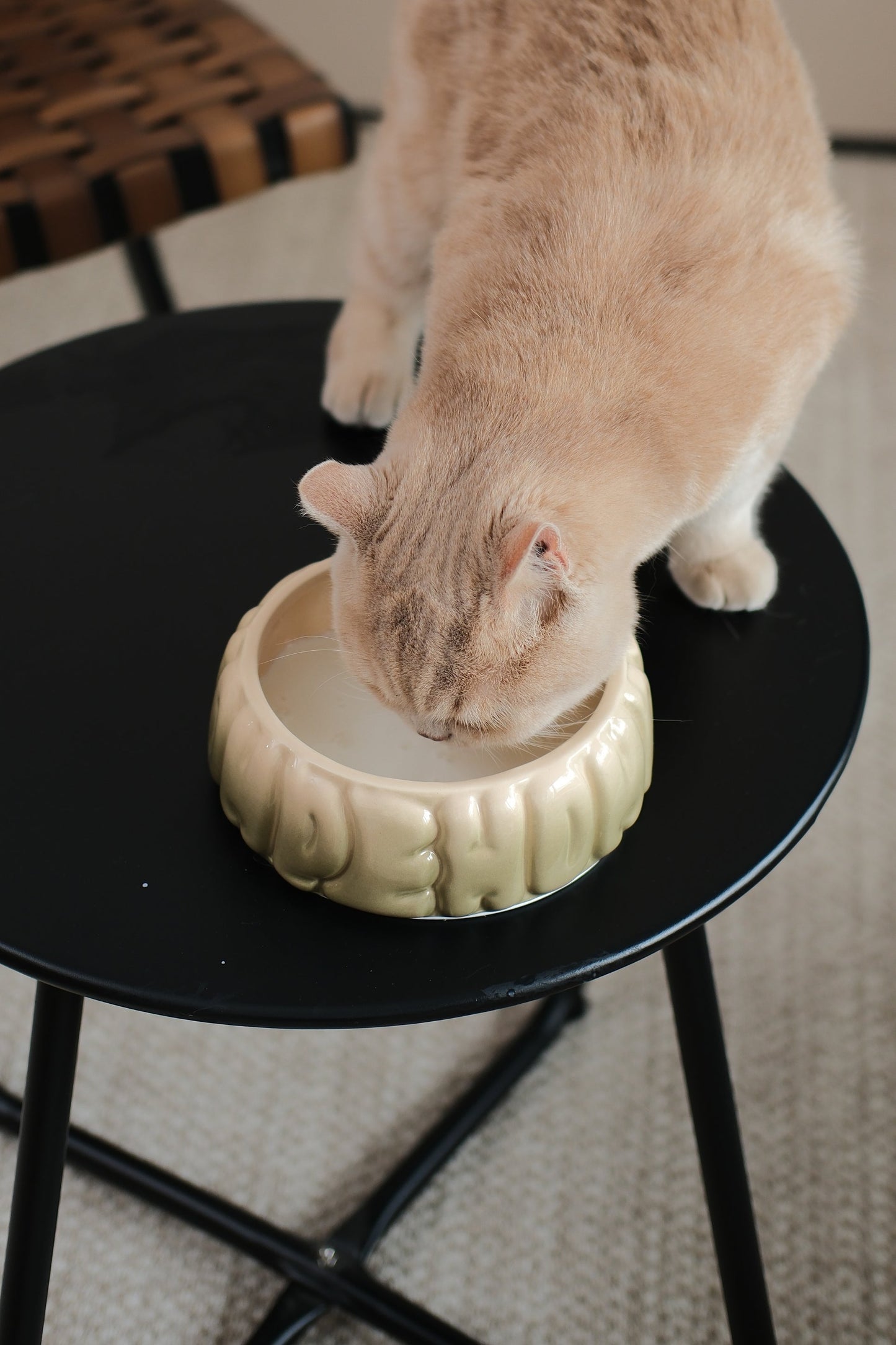 Puff Pet Bowl Gradient Olive Pet Feeding Hydration Supply - gallery image 7