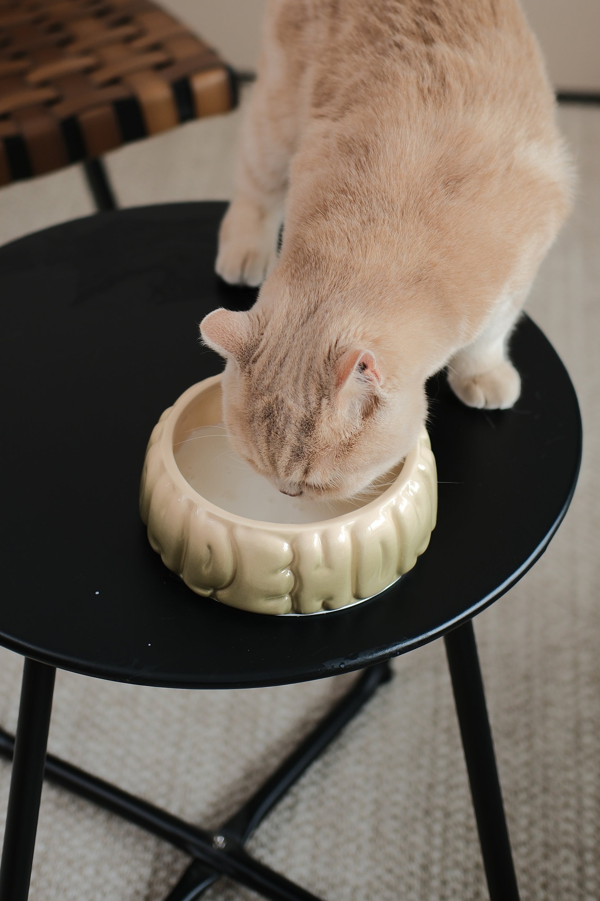 Puff Pet Bowl Gradient Olive Pet Feeding Hydration Supply - gallery image 7