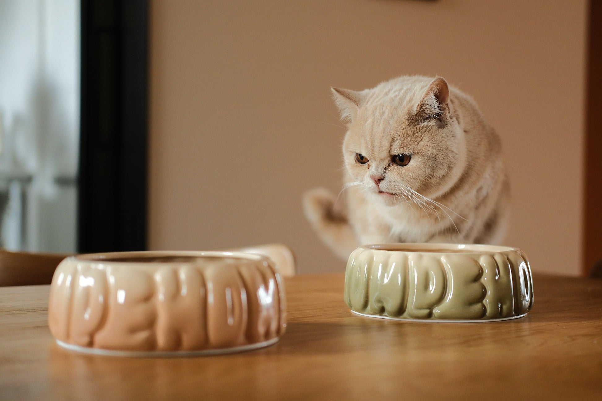 Puff Pet Bowl Gradient Olive Pet Feeding Hydration Supply - gallery image 5