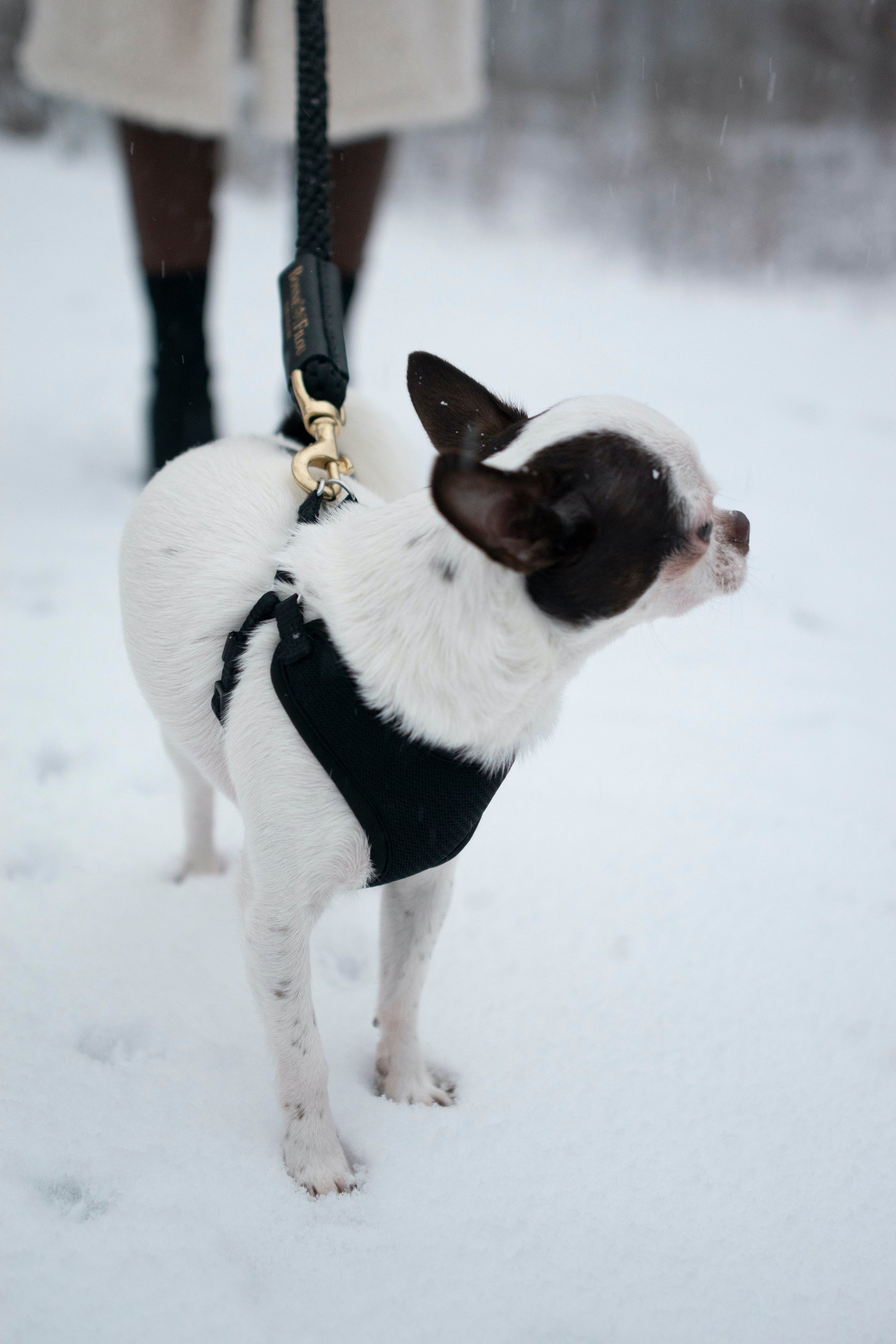 Dog Leash Bundle Shearling Fur Grip Rope Leash for Daily Use - gallery product image for dog leash