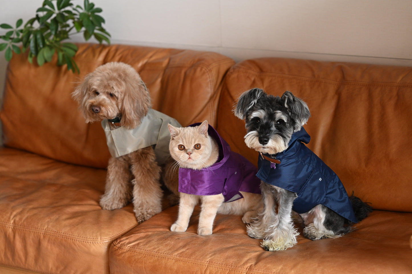 Capsule Raincoat Purple Dog Apparel Premium Pet Supply - gallery image 10