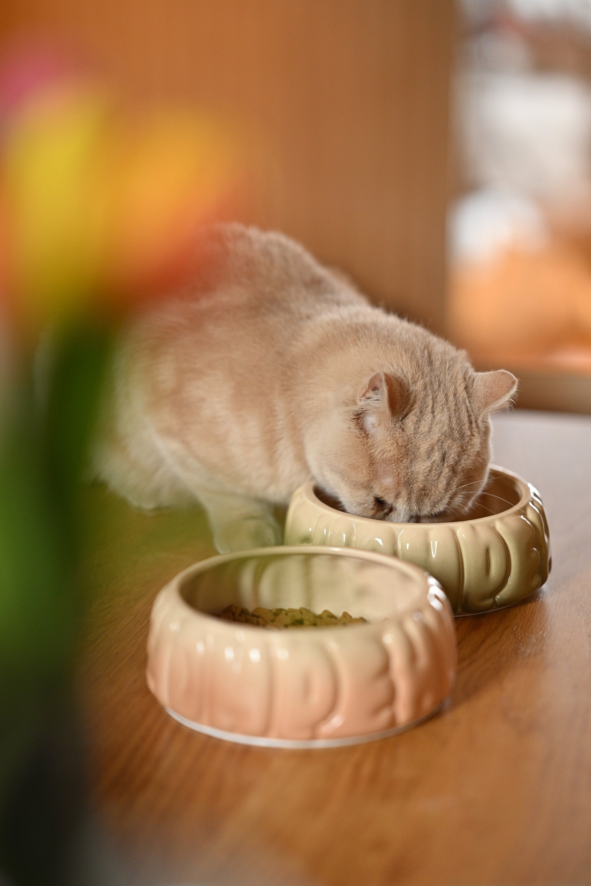 Puff Pet Bowl Gradient Caramel Pet Feeding Hydration Supply - gallery image 5