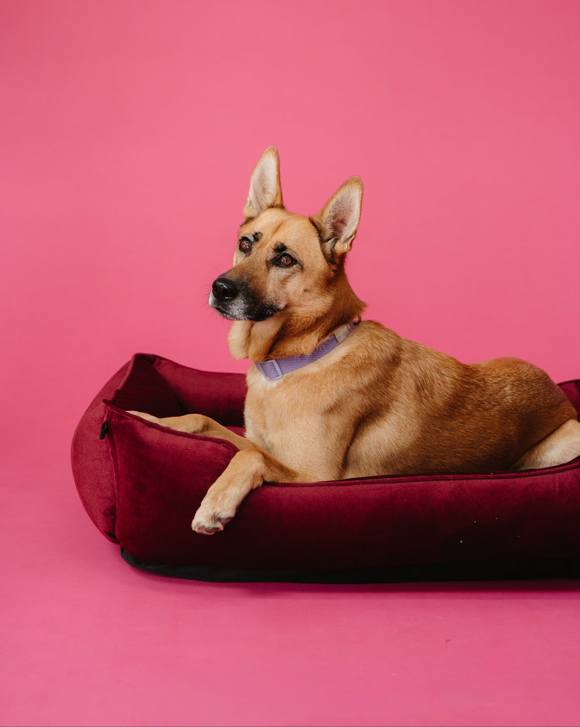 Vibrant Velvet Wine Sleeper for Your Pet’s Daily Comfort Use main product image for dogs and cats