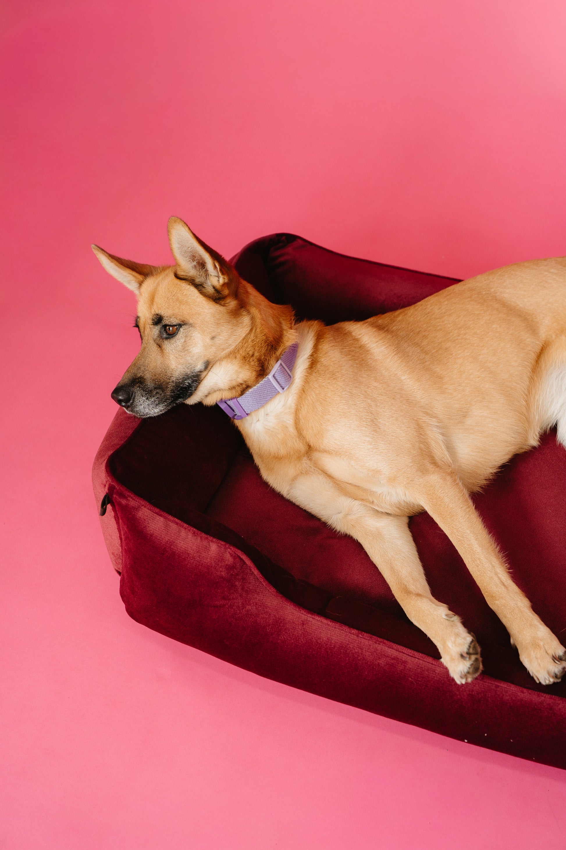Vibrant Velvet Wine Sleeper for Your Pet’s Daily Comfort Use main product image for dogs and cats