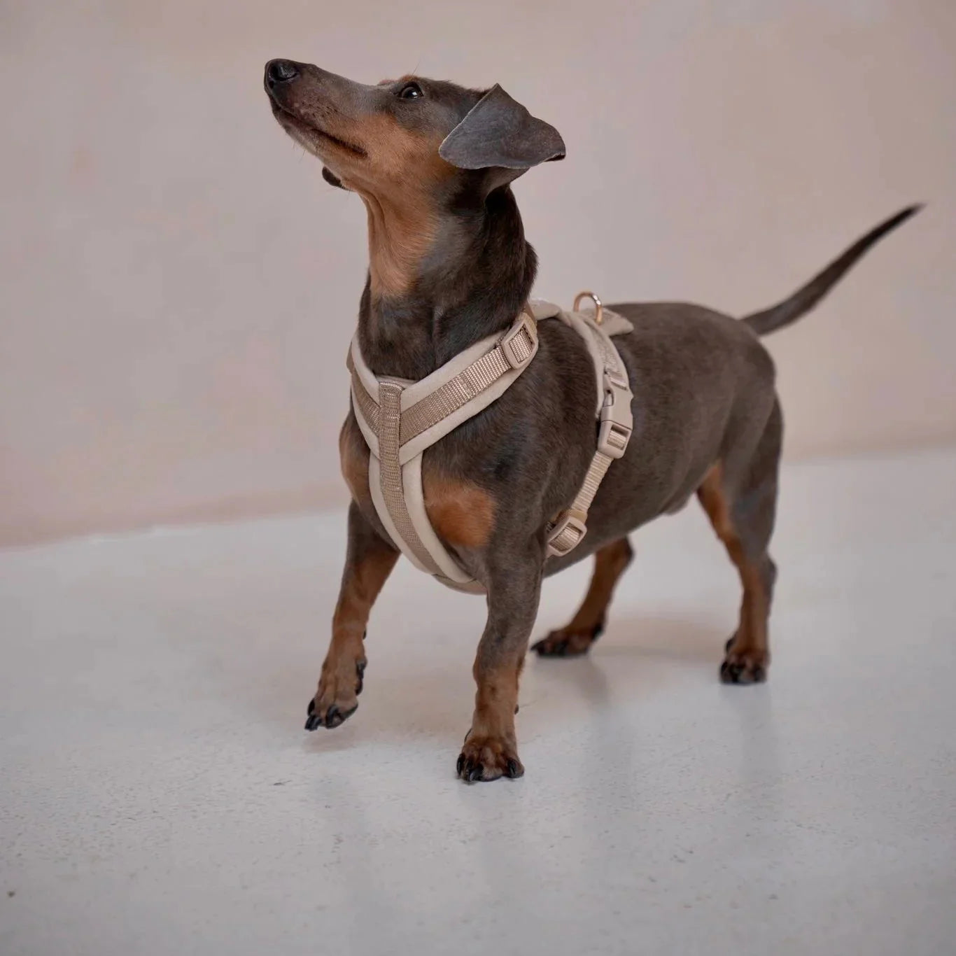Sand - Velvet Dog Harness - lifestyle view
