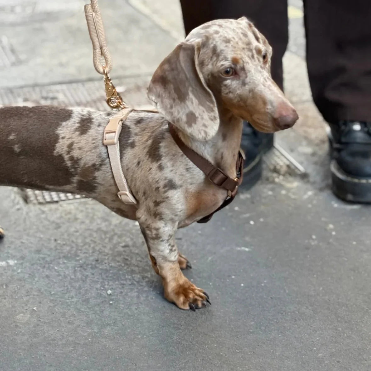 Blue and Green - Dog Harness - lifestyle view