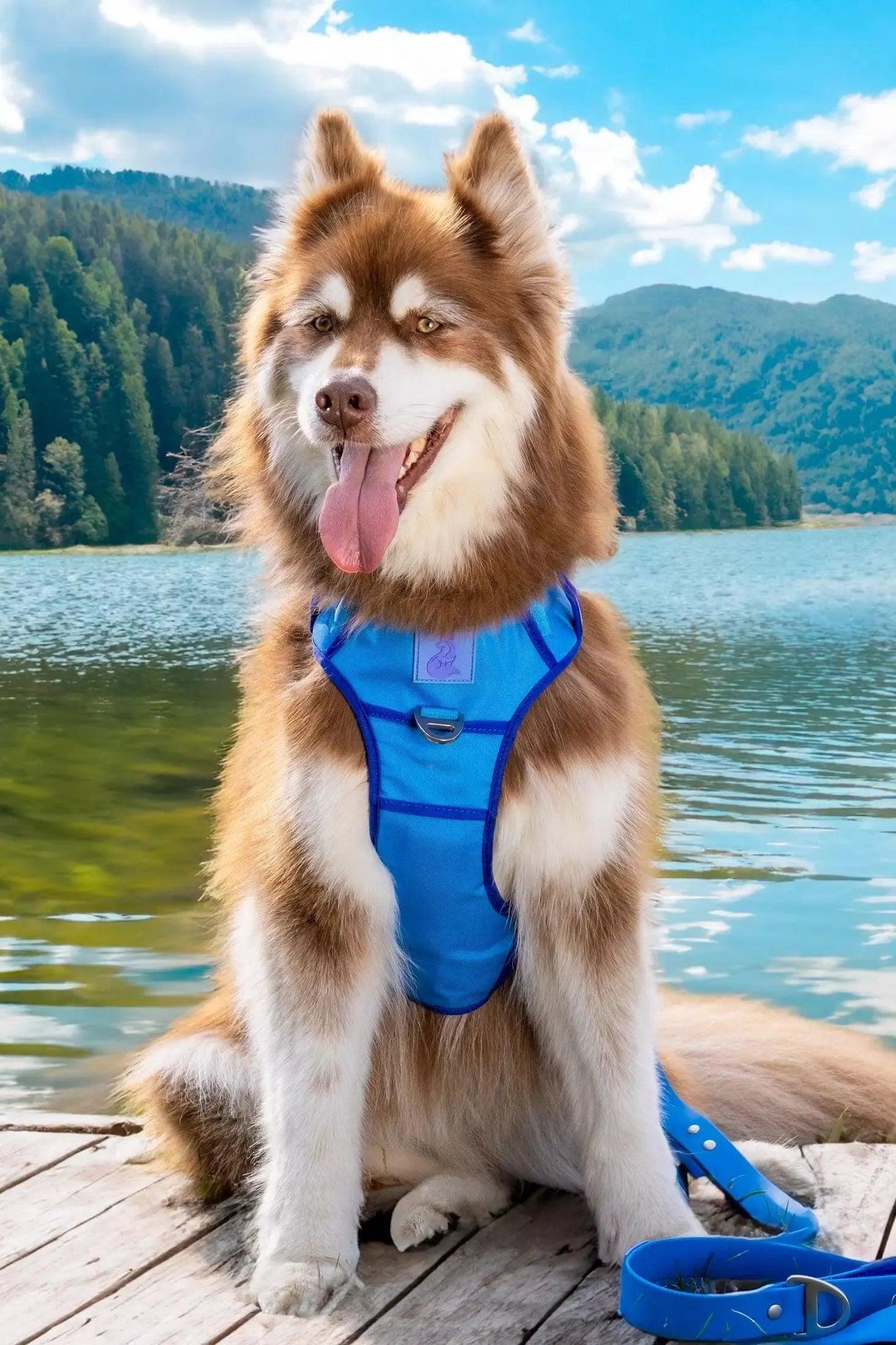 Dockside Adventures Ultimate Harness Adjustable Dog Walking - detail view