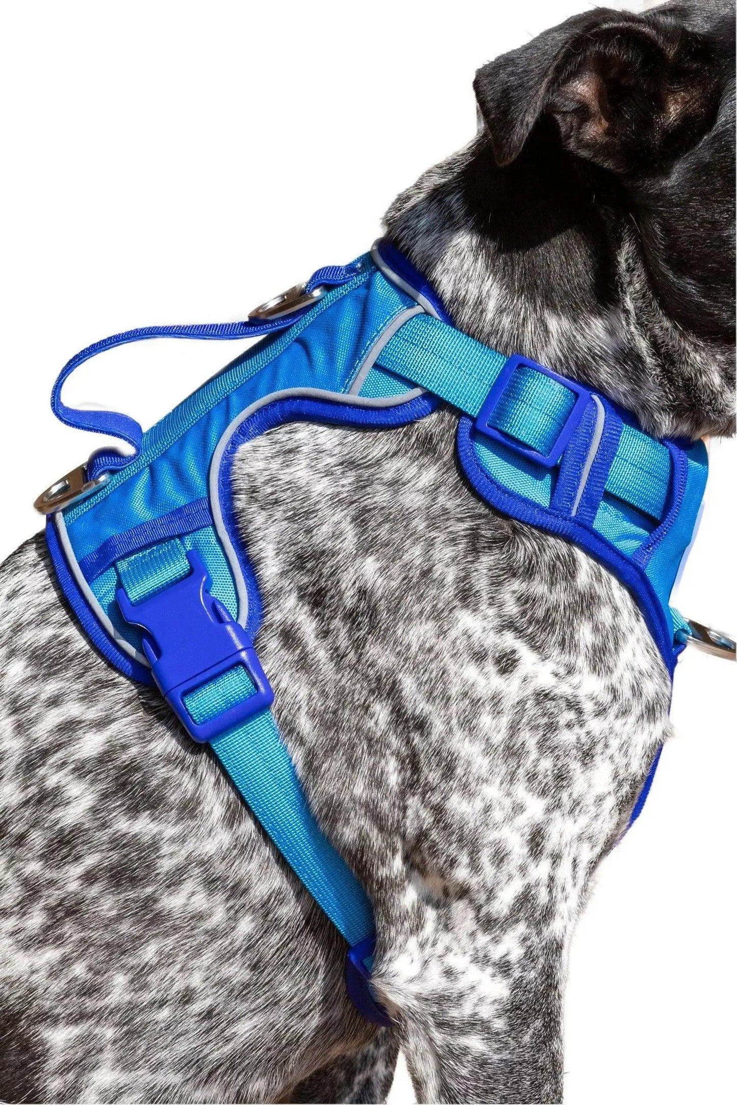 Dockside Adventures Ultimate Harness Adjustable Dog Walking - gallery image 6