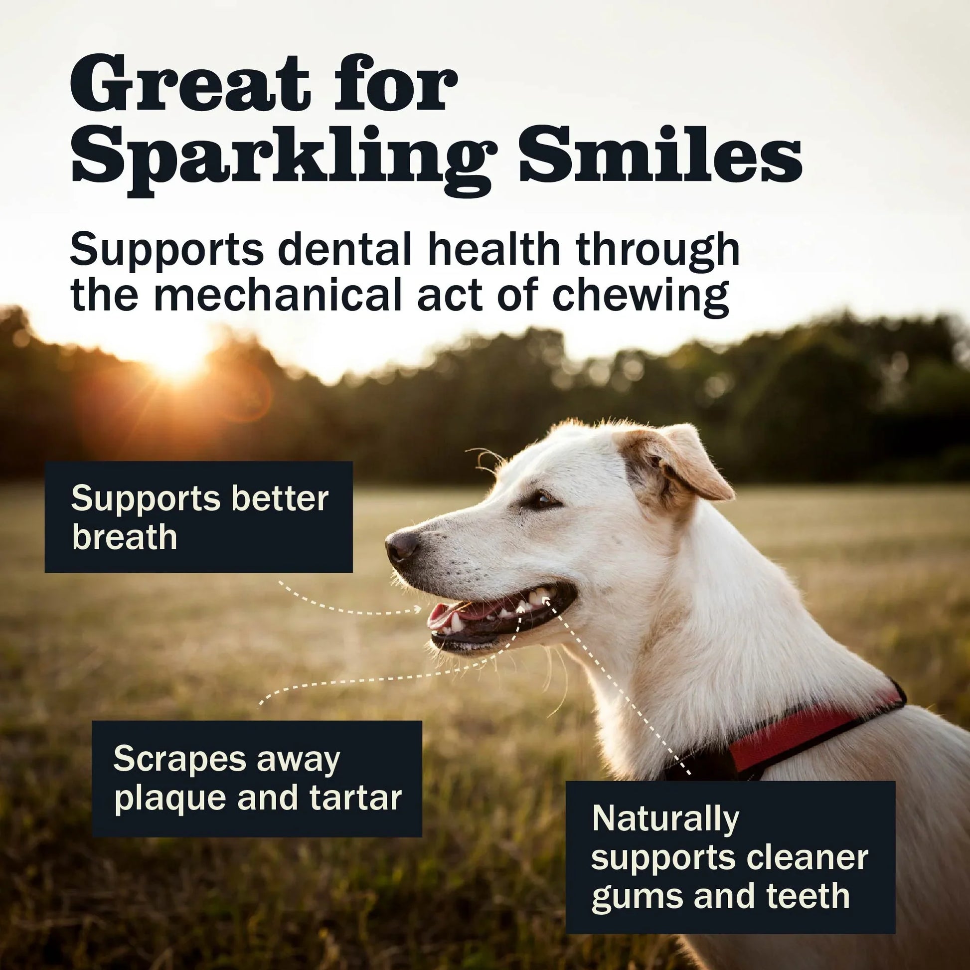 Dog Treats Premium Variety Chews 0.68oz Training Rewards - lifestyle view