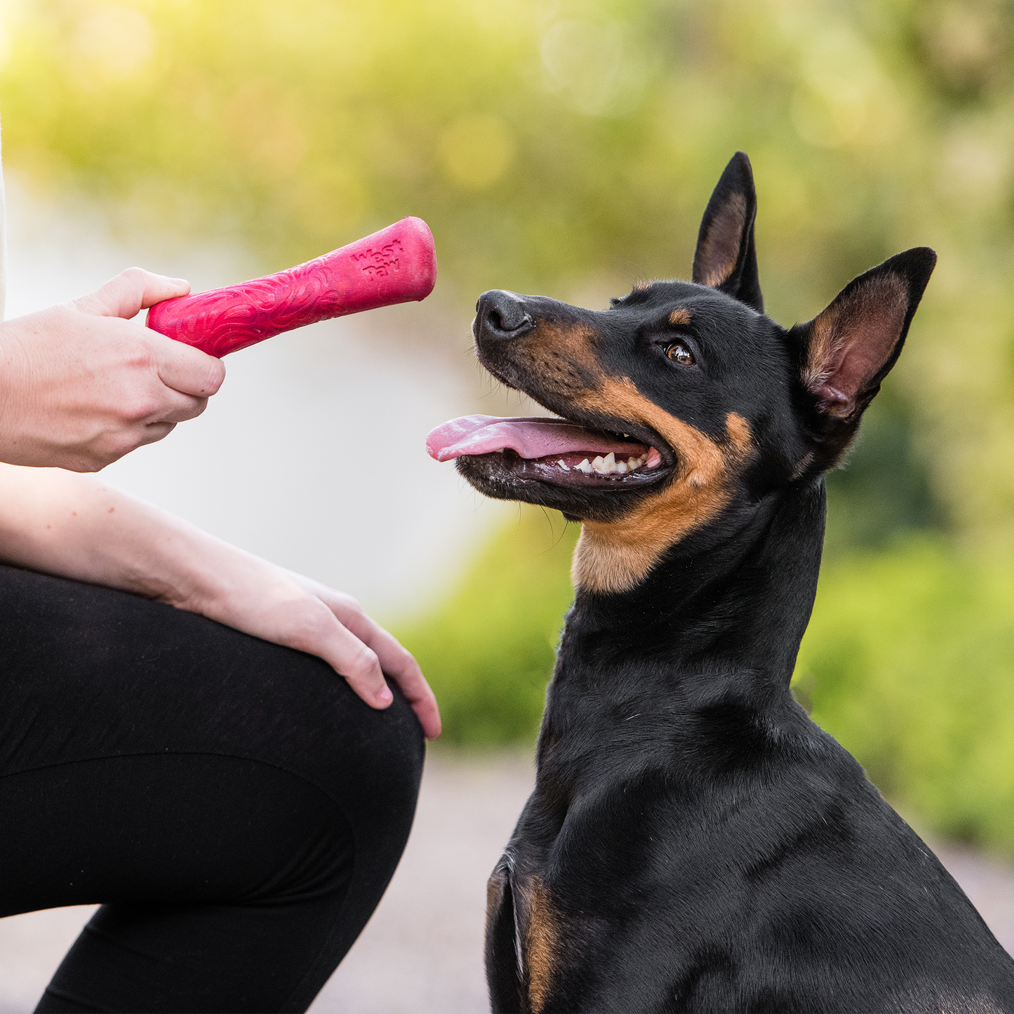 Drifty Interactive Dog Toy Durable Play Premium - lifestyle view